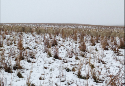 Las ovejas se confund&iacute;an con el pasto y la nieve que afecta varias regiones en Canad&aacute;. 