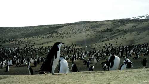 El video muestra im&aacute;genes espectaculares de flora y fauna. (Foto: Captura de pantalla)