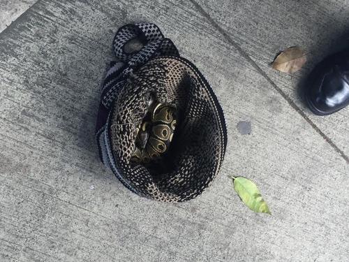 La serpiente fue localizada por personas en la zona 10, quienes intentaron matarla y otro grupo la defendi&oacute;.  (Foto:  Twitter) 