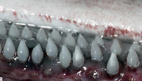Los cient&iacute;ficos dicen que estos tiburones tienen delgados y peque&ntilde;os dientes, entre los que reservan parte del plancton con el que se alimentan. (Foto ABC)