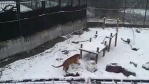 Tanya tigres siveriano