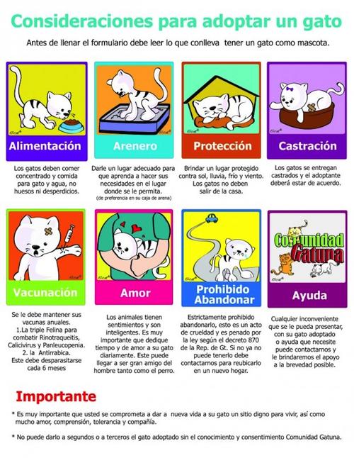 Antes de adoptar debes tomar en cuenta estas especificaciones. (Dise&ntilde;o: Comunidad gatuna) 