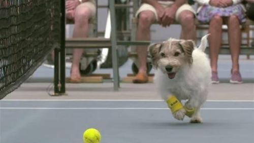 Perros "alcanza pelotas"