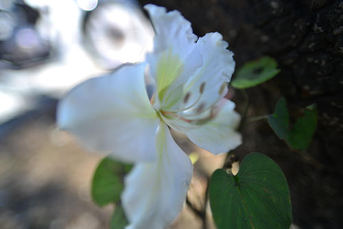 Un detalle de la flor que brota en los &aacute;rboles de manzano. (Foto: Wilder L&oacute;pez/Soy502)