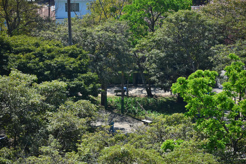 Vista a&eacute;rea del Parque Col&oacute;n en donde no ha florecido ning&uacute;n &aacute;rbol. (Foto: Wilder L&oacute;pez/Soy502)