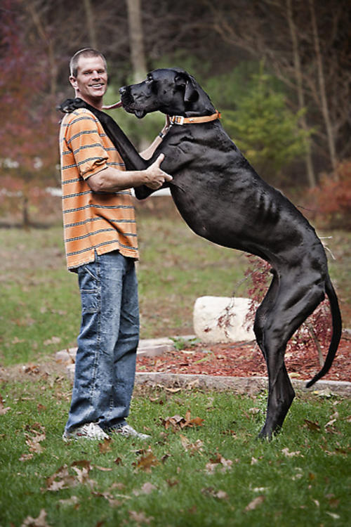 Zeus era un gran dan&eacute;s y pose&iacute;a el reconocimiento del perro m&aacute;s grande del mundo por parte de los r&eacute;cords Guinness.