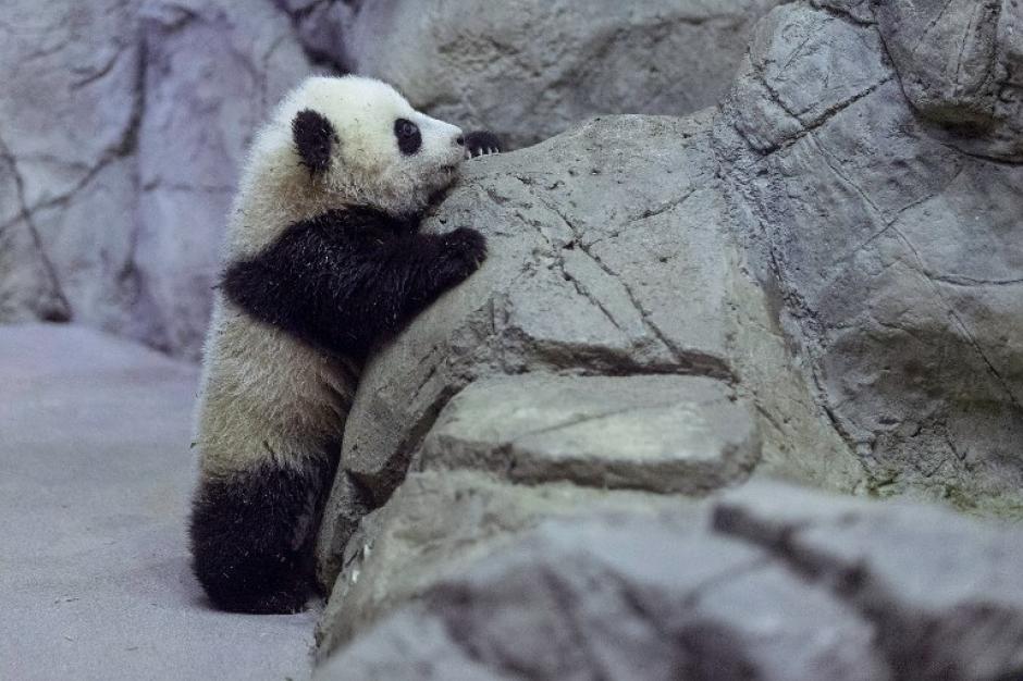 Bao Bao en chino quiere decir "Tesoro" o "Preciosa", y este lunes 6 de enero fue mostrada al p&uacute;blico. Foto AFP