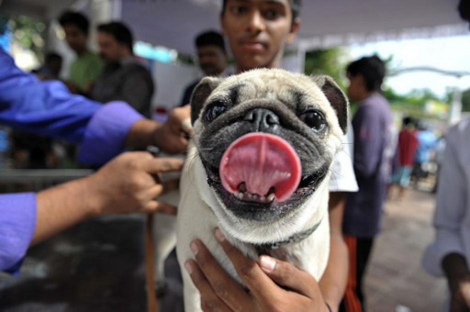 Un perro recibe su vacuna contra la rabia durante una campa&ntilde;a gratuita del gobierno de la India. (Foto: Noah Seelam/AFP)