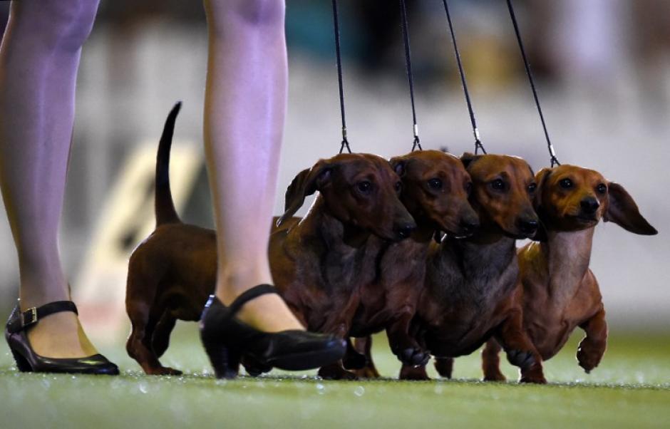 Una mujer presenta perros salchicha, durante una exposici&oacute;n canina en el "Hund y Katz" el 11 de mayo de 2014 en Dortmund, Alemania. Los perros y gatos internacionales participan en esta actividad del 9 hasta 11 mayo, 2014. (Foto: AFP /PATRIK STOLLARZ)