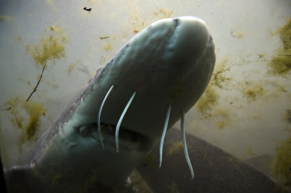Un esturi&oacute;n es fotografiado en una piscina de la finca de esturiones Agro Ittica, l&iacute;der mundial en la producci&oacute;n y distribuci&oacute;n de caviar, de Calvisano, cerca de Brescia, norte de Italia. (Foto: AFP / OLIVIER MORIN)