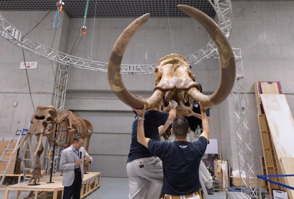 Trabajadores ensamblan un esqueleto de cuerpo entero restaurado de un var&oacute;n Palaeoloxodon naumanni (R) en una conferencia de prensa para las pr&oacute;ximas exposiciones mam&iacute;feros prehist&oacute;ricos especiales en el Museo Nacional de Naturaleza y Ciencia, Parque Ueno. (Foto:&nbsp;AFP/KAZUHIRO NOGI)