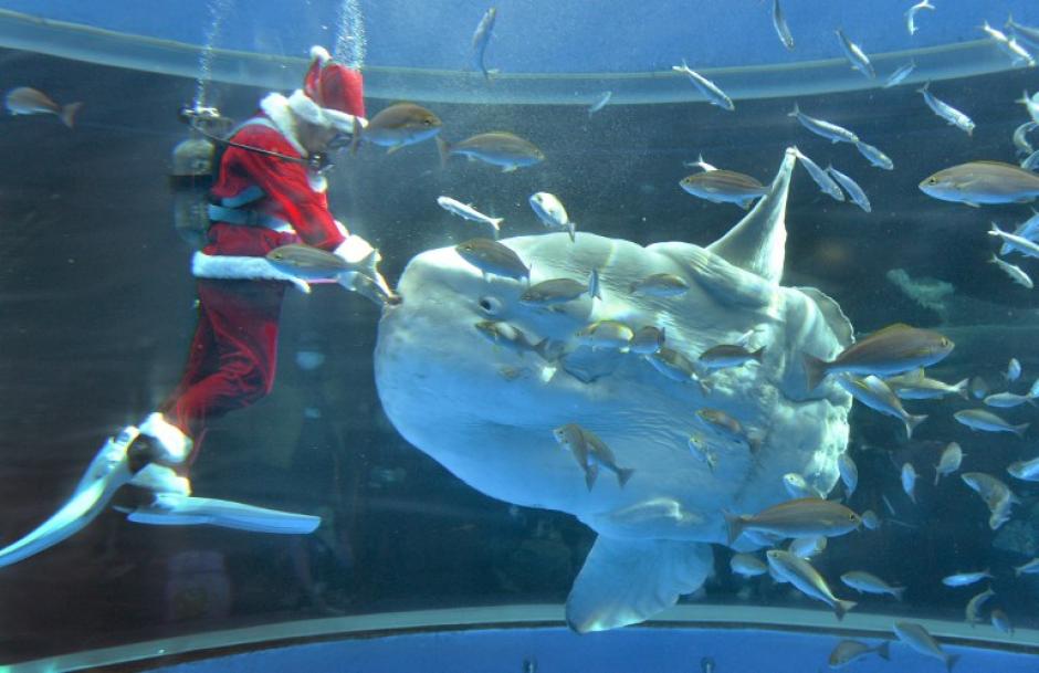 El encargado de alimentar a los ejemplares marinos vestir&aacute; el traje de Santa Claus hasta el 24 de diciembre para atraer m&aacute;s visitantes. Foto AFP