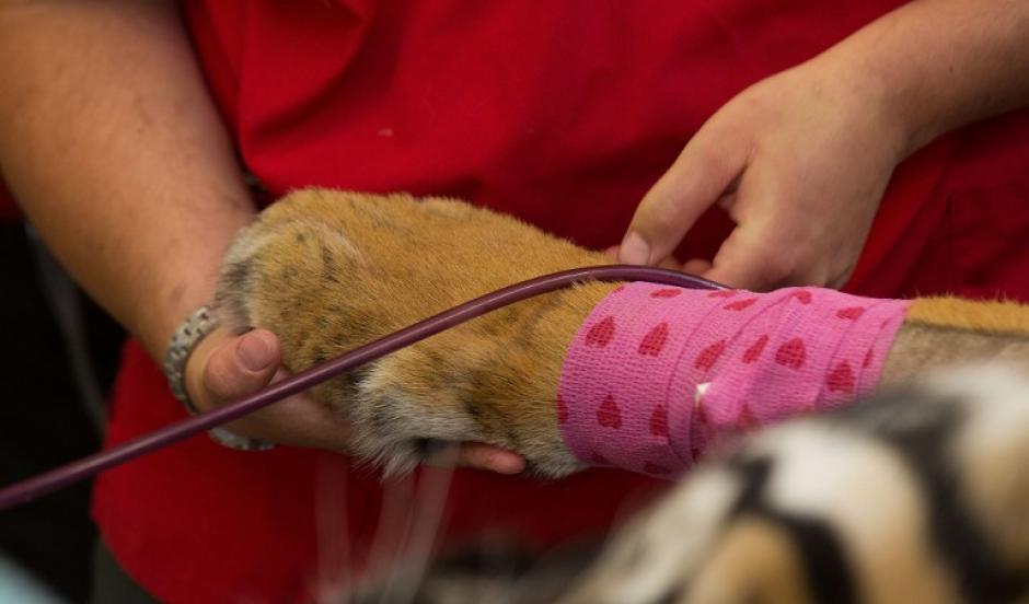 Rokan, un tigre de m&aacute;s de 260 libras, es examinado en el Zool&oacute;gico de Wellington en Nueva Zelanda. (Foto:&nbsp;&nbsp;Marty Melville/AFP)&nbsp;