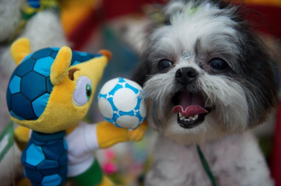 Fuleco, la mascota del Mundial de F&uacute;tbol tambi&eacute;n hace las delicias de las mascotas. (Foto: AFP)