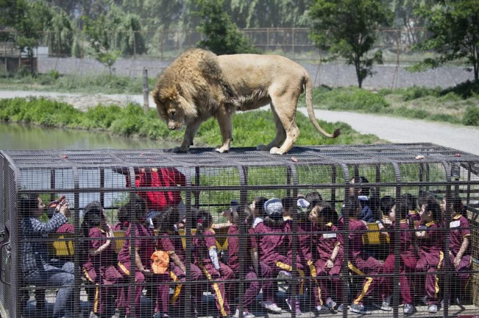 Los ni&ntilde;os dentro de una jaula pueden ver de cerca un le&oacute;n en el zool&oacute;gico de Le&oacute;n Safari en Rancagua, Chile, el 30 de octubre de 2014. (Foto: AFP/MARTIN BERNETTI)