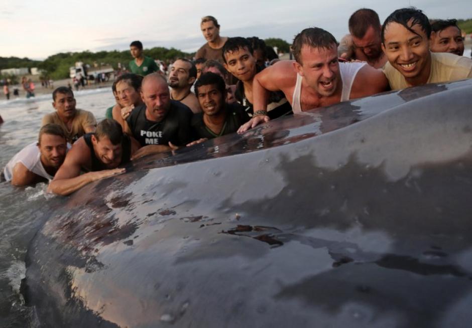Vecinos, turistas y agentes de la autoridad intentaron remontar a la ballena, varada en la playa de Popoyo. (Foto: AFP)