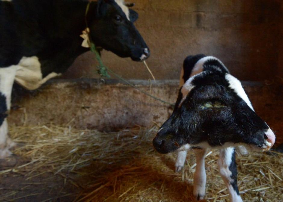Sana Saida, el ternero de dos cabezas que nació en Marruecos