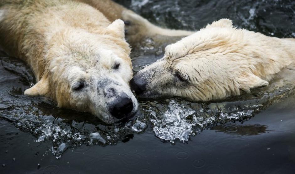 Los osos polares Libertad y Viktor abrazados, en el zool&oacute;gico de Ouwehands en Rhenen. (Foto: AFP)