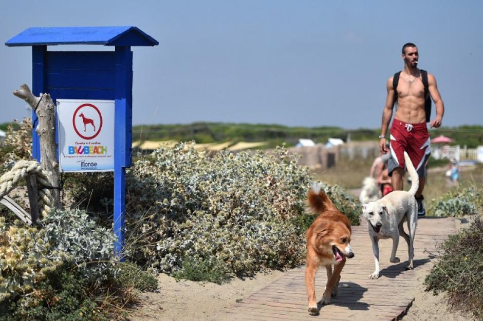 Un hombre llega con sus perros en Baubeach en Maccarese, cerca de Roma, el 12 de agosto de 2014. Las personas acompa&ntilde;adas por los perros pueden disfrutar de la playa durante el verano. (Foto: AFP/GABRIEL BOUYS)