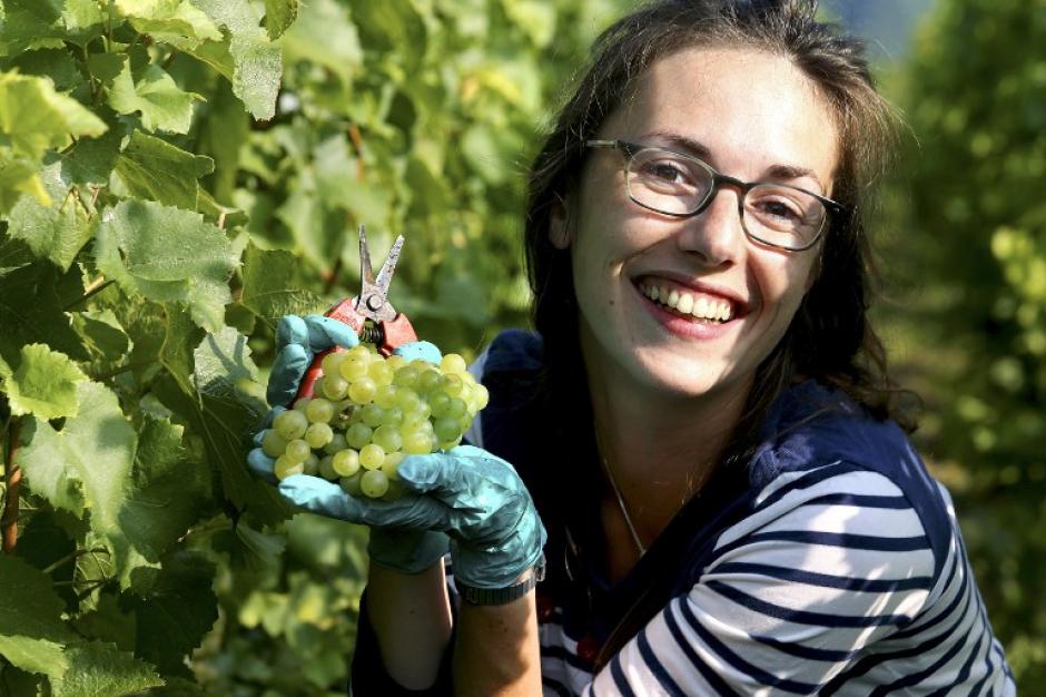 Un trabajadora sostiene unas uvas durante la cosecha en la finca de un productor de vino ecol&oacute;gico en Champagne, en Cumieres, el este de Francia. (Foto: AFP/FRANCOIS NASCIMBENI)