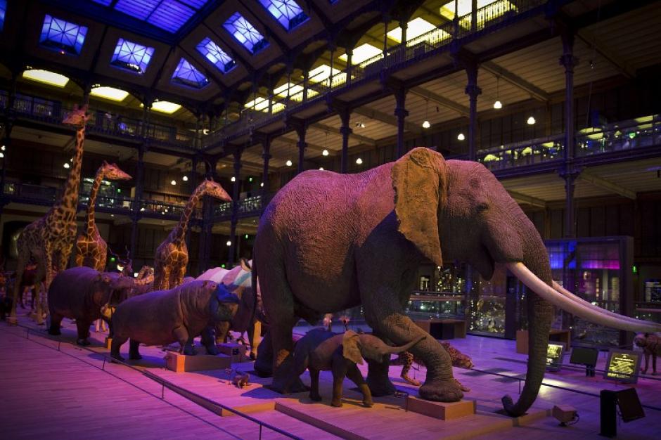 En el Museo de Historia Natural, en Par&iacute;s, se exponen replicas de diferentes animales a gran escala. (Foto: AFP/JOEL SAGET)