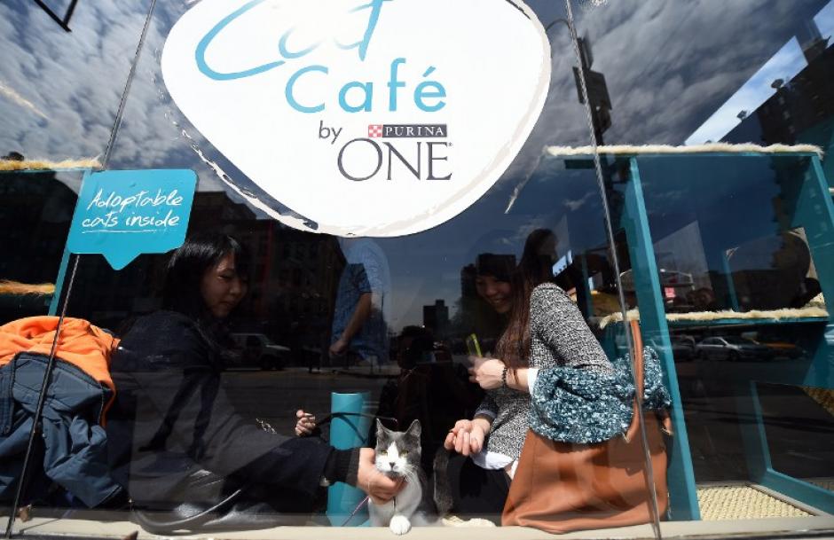 El caf&eacute;-cat ha sido muy visitado por los amantes de los gatos. (Foto:AFP)&nbsp;