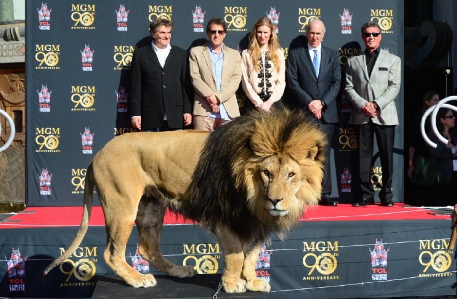 "Leo" es el nombre del le&oacute;n insignia de la compa&ntilde;&iacute;a de cine Metro Goldwyn Mayer. El rugido y la imagen de Leo es la entradilla oficial de todos los filmes de la MGM. Foto AFP