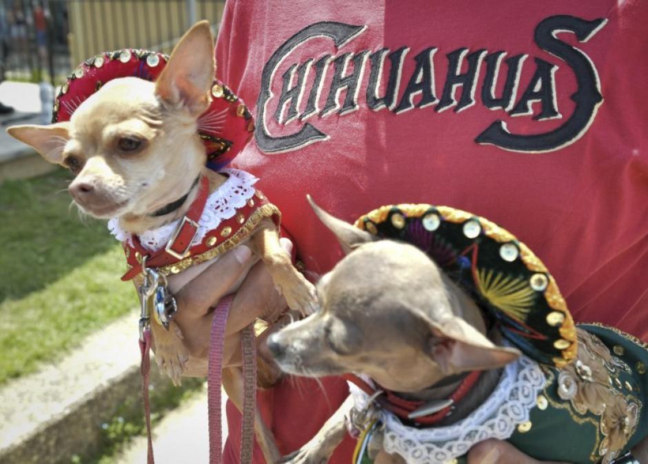 Perros Chihuahua disfrazados posan durante la cuarta "Corrida de chihuahuas" anual en Washington, DC, el 3 de mayo de 2015. El evento anual Chihuahua marca la festividad mexicana del cinco de mayo. (Foto: AFP/MLADEN ANTONOV)