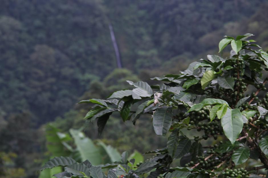 Las Barrancas es una aldea ubicada en San Juan Ostuncalco, Quetzaltenango, donde la roya ya no tiene dominio pues &eacute;sta se encuentra bajo control y el caf&eacute; florece con libertad (Foto: Alexis Batres/Soy502)