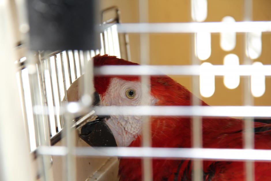 Las Guacamayas Rojas son el principal blanco de los traficantes de animales. Una de estas podría costar hasta 3 mil dólares en el mercado negro. (Foto: Alexis Batres/Soy502)