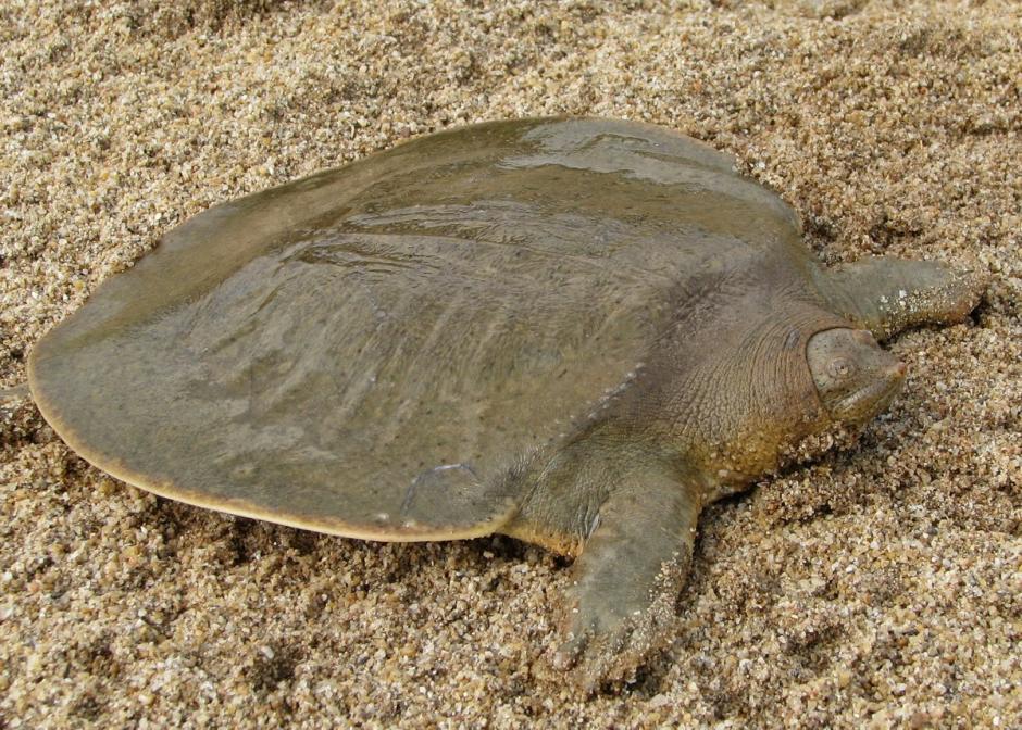 La tortuga de Cantor, o Pelochelys cantorii, es probablemente una de las especies m&aacute;s extra&ntilde;as de tortuga del mundo. Su dorso, blando y aplanado, se forma debido a la uni&oacute;n de las costillas sobre las que se deposita la piel, dura y correosa. Para defenderse, se pasa casi todo el tiempo hundida en el fango. Se alimenta de moluscos varios que encuentra en el r&iacute;o y actualmente est&aacute; catalogada como una especie amenazada.