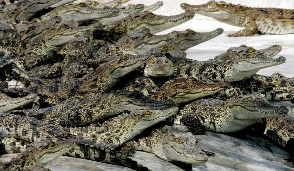 Los guardias dicen que un cocodrilo puede comerse hasta medio caballo en un d&iacute;a. (Foto: 20 minutos)