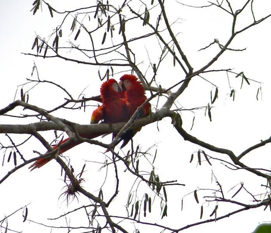 Las aves fueron captadas desde el suelo y no tuvieron problema para mostrar que tambi&eacute;n entre los animales existen sentimientos puros como el amor. (Foto: Conap)