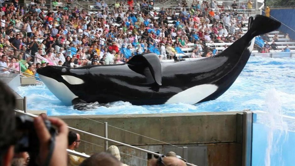 Una orca de la compa&ntilde;&iacute;a SeaWorld aparentemente intent&oacute; suicidarse ante un grupo de turistas. (Foto:&nbsp;www.dazeddigital.com)
