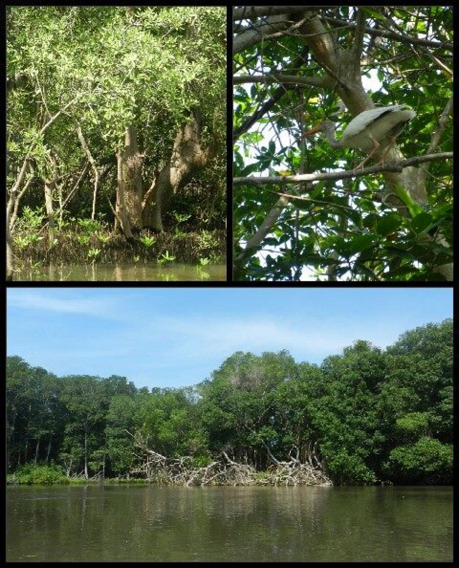 Guatemala es uno de los 19 pa&iacute;ses megadiversos: se conocen al menos 250 especies de mam&iacute;feros, 486 de aves y unas 9 mil de plantas vasculares. (Foto: Conap)