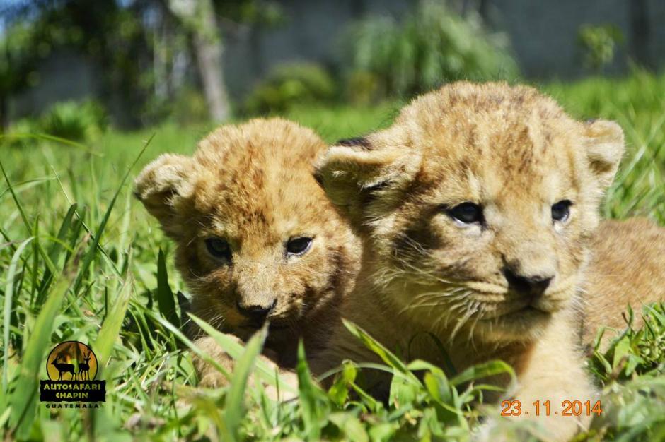 Los cachorros regresar&aacute;n junto a su madre para continuar con su crecimiento en un espacio abierto. (Foto: Facebook Auto Safari Chap&iacute;n)