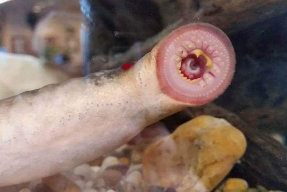 Las lampreas son llamadas "peces vampiro" y han estado cayendo del cielo en Alaska debido a que las gaviotas los pescan y luego los sueltan en pleno vuelo. (Foto: FB)