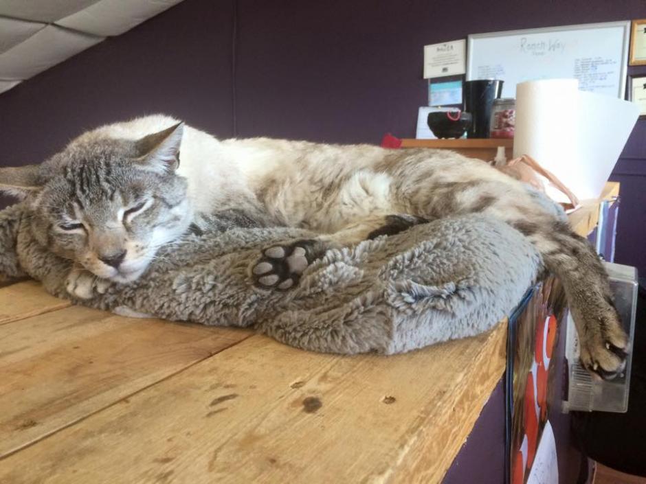 Andre es la imagen del refugio de animales Cat Casita. (Facebook/ Andre the Giant Cat)