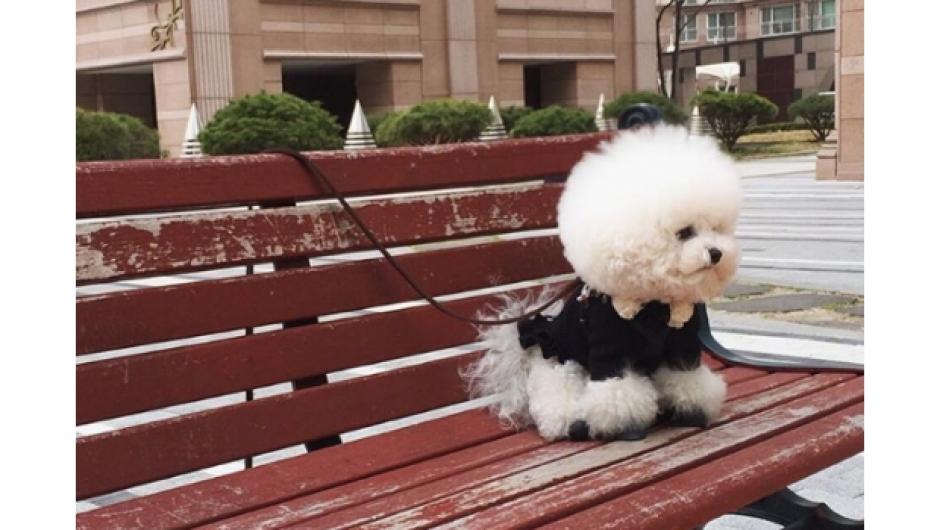 Tori es una perrita que tiene m&aacute;s de 70 mil seguidores en Instagram. (Foto: www.sdpnoticias.com)