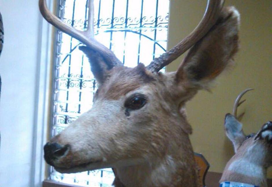 Las cabezas eran trasladadas de Puerto Barrios, Izabal, a Malacatancito, Huehuetenango. (Foto Conap)