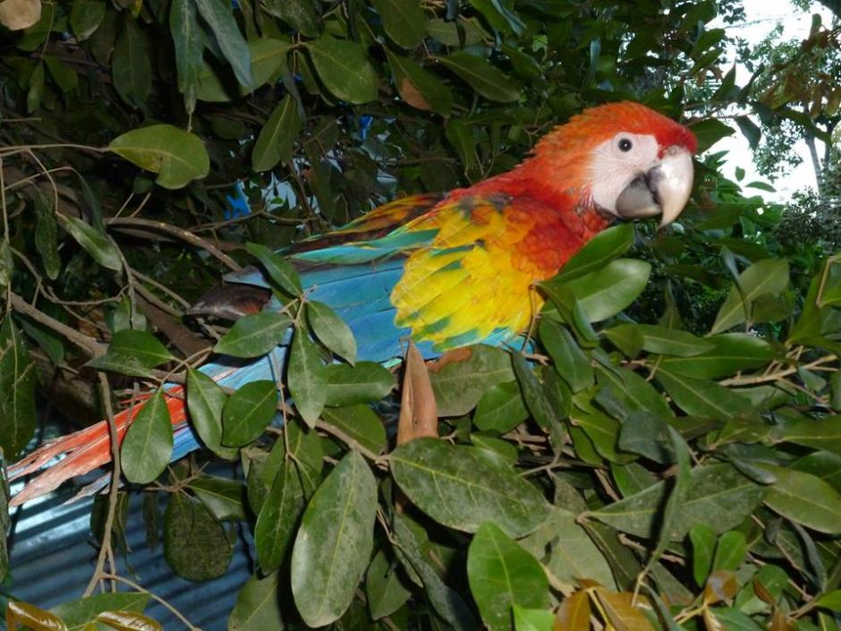 Una guacamaya y cuatro loros fueron rescatados en Melchor de Mencos, Pet&eacute;n. (Foto: Polic&iacute;a Nacional Civil)