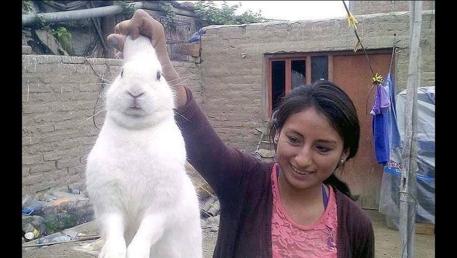 El conejo consumidor de marihuana desapareci&oacute; luego de un tiempo. (Foto: trome.pe)