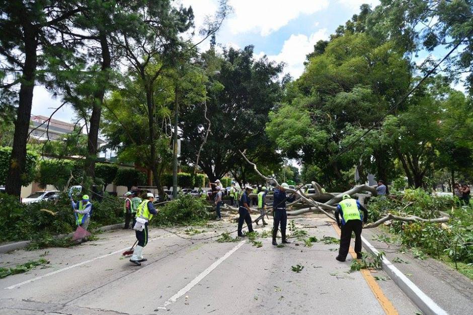 El &aacute;rbol bloque&oacute; totalmente tres carriles de la Avenida Reforma. (Foto Wilder L&oacute;pez/Soy502)
