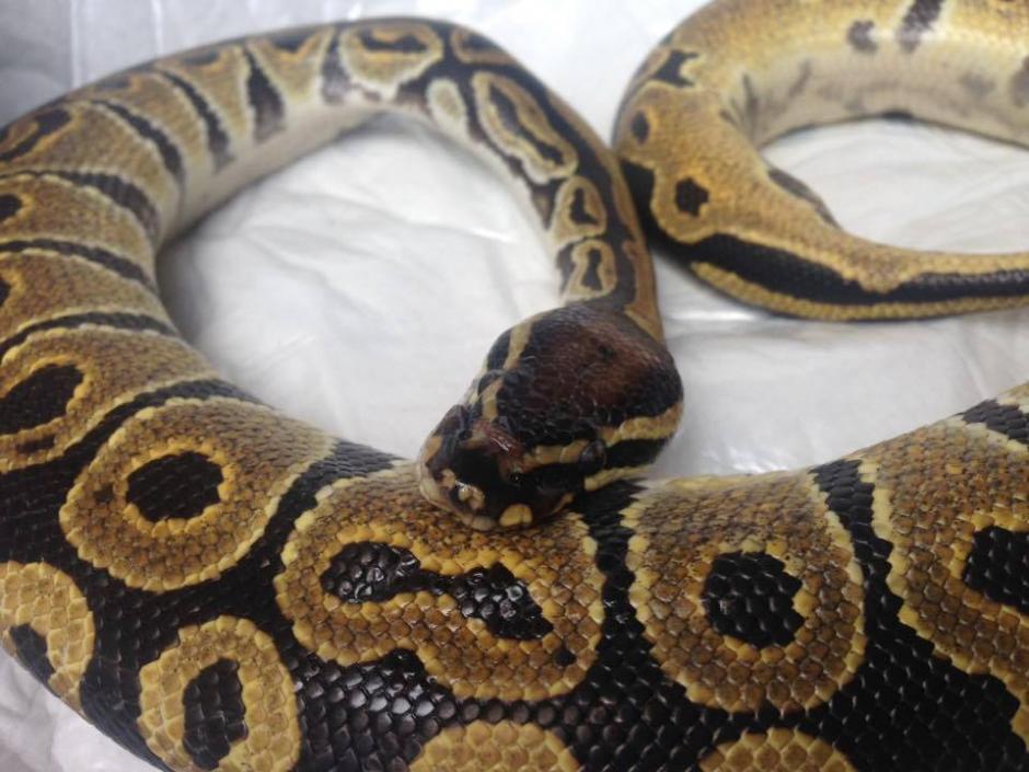 La serpiente muri&oacute; horas despu&eacute;s de ser localizada en el sector sur de la Avenida La Reforma. &nbsp;(Foto: &nbsp;Centro Rescate Antigua Exotic)