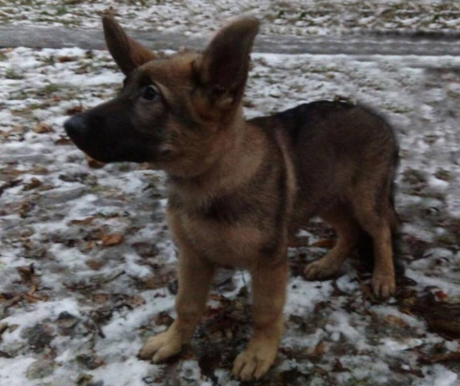 Dobrinia es la cachorro de perro polic&iacute;a que Rusia donar&aacute; a Francia para reemplazar a Diesel, fallecida en las afueras de Par&iacute;s durante un operativo antiterrorista. (Foto: Facebook Ministerio del Interior de Rusia)&nbsp;