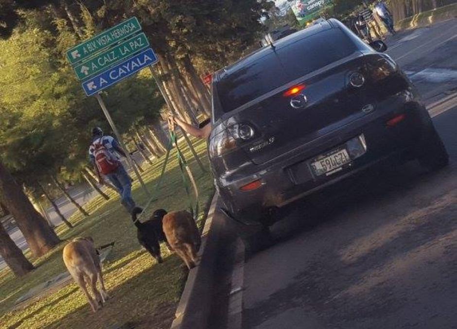 La fotograf&iacute;a de una mujer paseando a sus perros fue objeto de cr&iacute;ticas y molestia porque supuestamente provoc&oacute; tr&aacute;nsito en Cardales de Cayal&aacute;, en la zona 16. (Foto: @_paolaliss_)