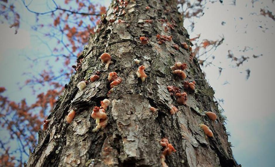 El gorgojo perfora el tronco de los pinos hasta sacarle la resina. (Foto: La Tribuna)