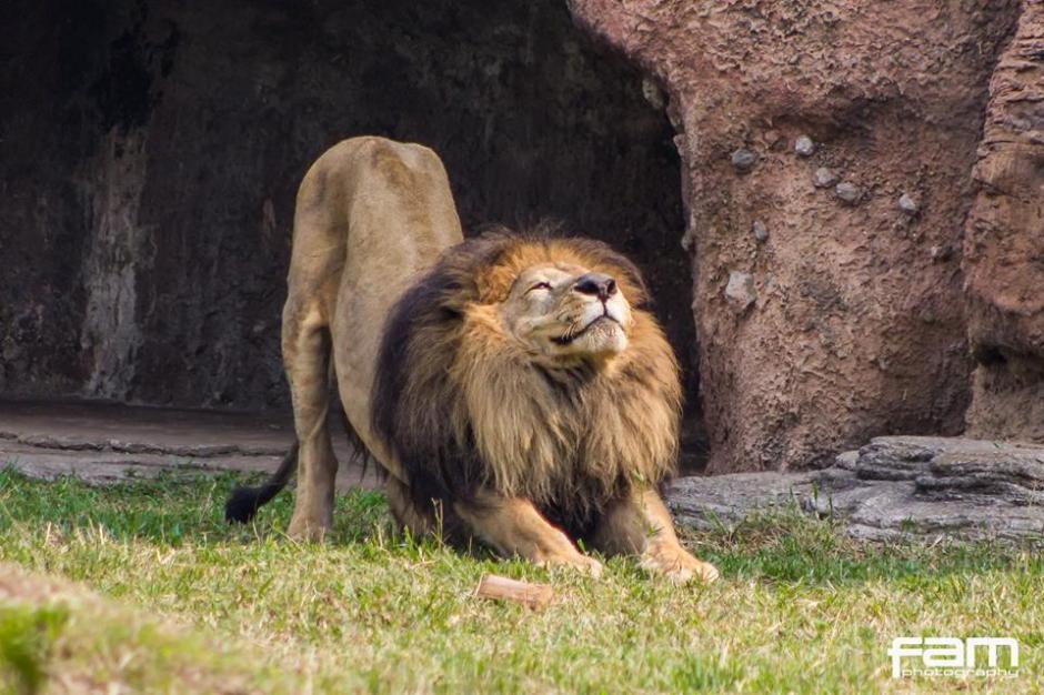 La carrera ser&aacute; el domingo 20 de noviembre a partir de las 7:00 am. (Foto: Facebook/Zool&oacute;gico La Aurora)
