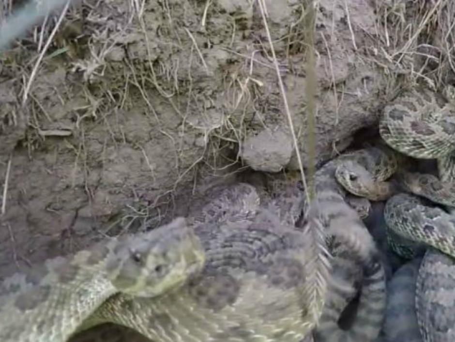 Un par de amantes de la naturaleza hicieron un experimento con una GoPro en un nido de v&iacute;boras cascabel.