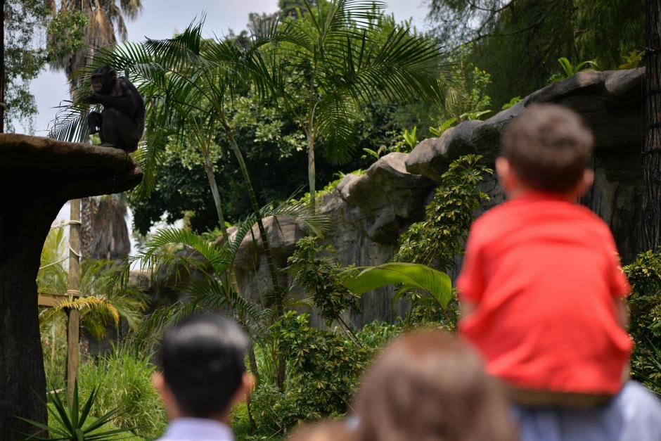 Asistentes al Zool&oacute;gico La Aurora aprecian el recinto de los chimpanc&eacute;s. (Foto: Wilder L&oacute;pez/Soy502)